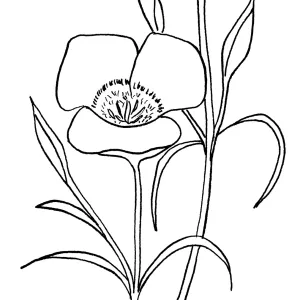 Chalochortus