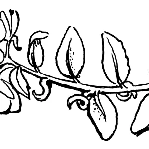 Camissonia