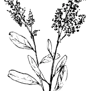 Wild Liliac (California Lilac)