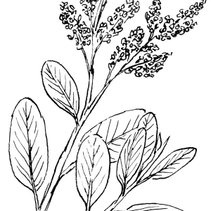 Wild Liliac (California Lilac)