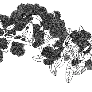 Far Horizons Ceanothus