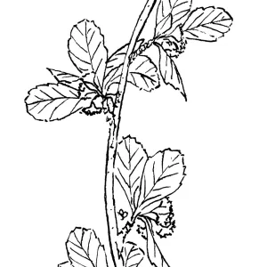 Western Mountain Mahogany