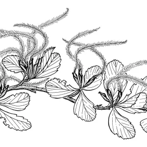 Western Mountain Mahogany