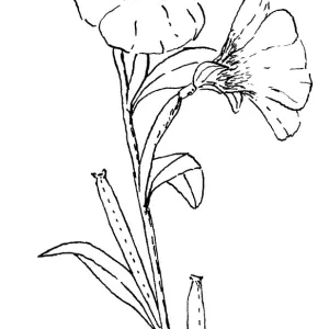 Summer Darling (Farewe;;-to-Spring) 