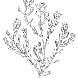 Salt Marsh Bird’s Beak