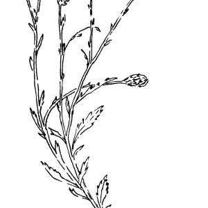 Branching Beach Aster