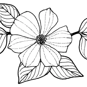 Dogwood