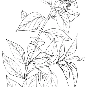 Creek Dogwood