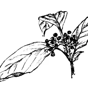 American Dogwood