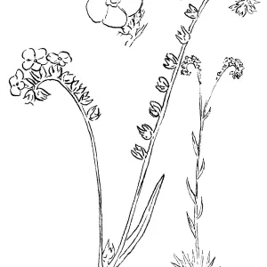 Cryptahntha