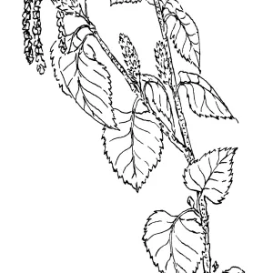 Water Birch