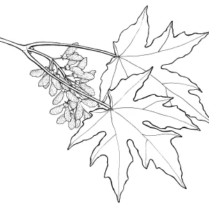 Big-LeafMaple