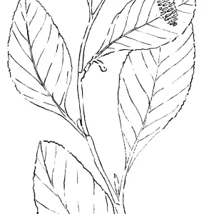 White Alder