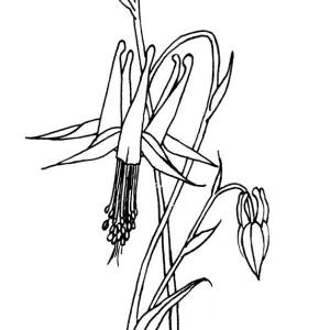 Columbine