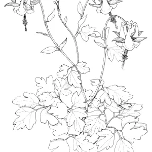 Columbine