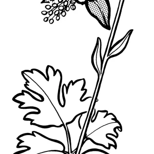 Columbine