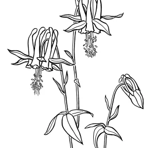 Van Houttes Columbine