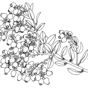 White Lanterns Manzanita