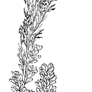 Desert Sagebrush, Big Sagebrush