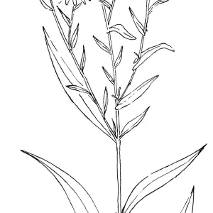 Common Aster, California Aster