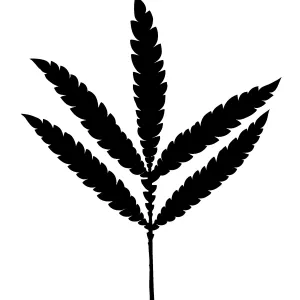 Santa Cruz Island Ironwood