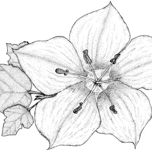 Fremontia, Flannel Bush