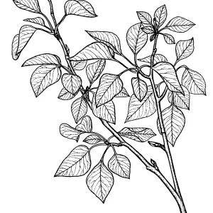 Black CottonwoodPopulus trichocarpa