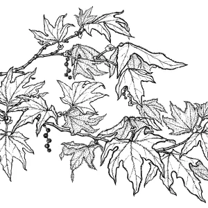 Western SycamorePlatanus racemosa