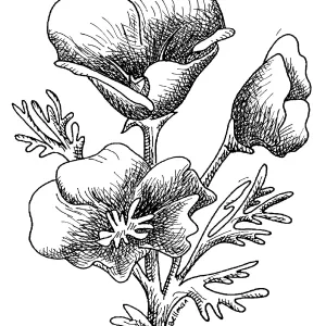 California Poppy