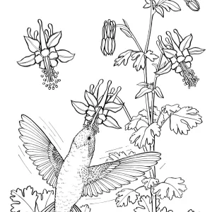 Hummingbird and ColumbineAquilegia