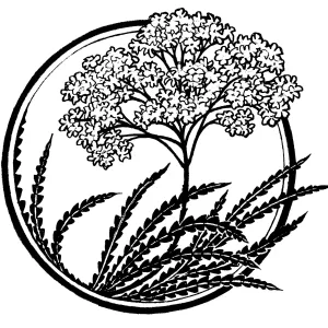 Ironwood Lyonothamnus floribundus