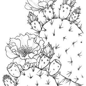 Prickly Pear