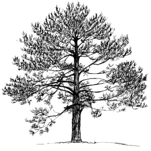 Pine