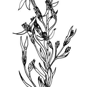 Rabbit Bush, Chrysothamnus bloomerii