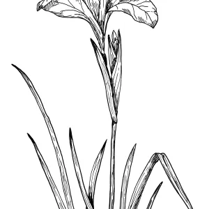 Western Blue Flag