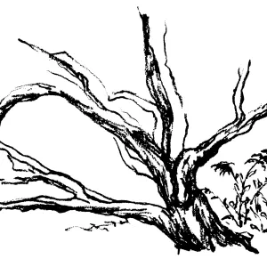 Manzanita