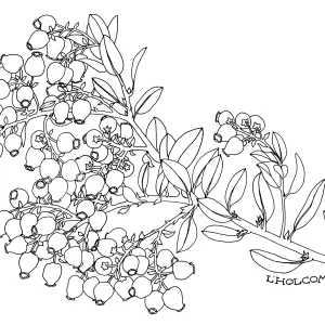 White Lanterns Manzanita