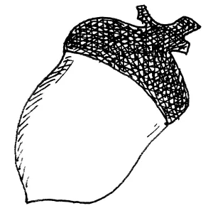 Acorn