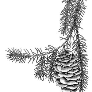 Big Cone Spruce