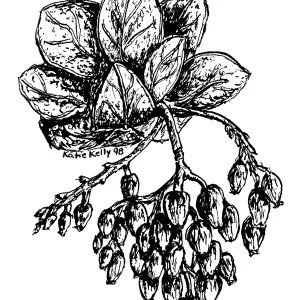 Manzanita Arctostaphylos