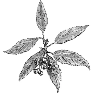 Toyon