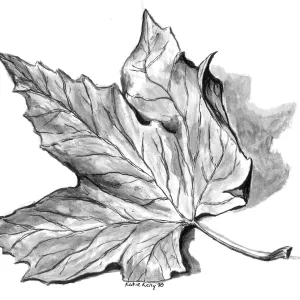 Western Sycamore