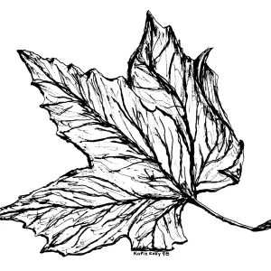 Western Sycamore
