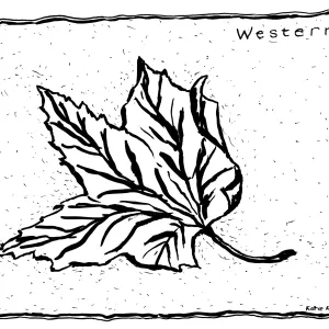 Western Sycamore