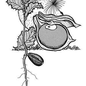 Jay with Acorn, Oak Seedling