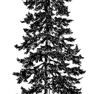 Douglas Fir