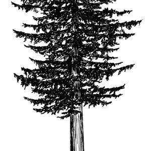 Coast Redwood