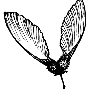 Big Leaf Maple Seed