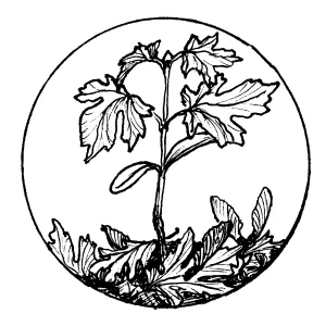 Big Leaf Maple Seedling