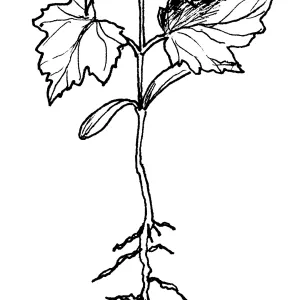 Big Leaf Maple Seedling